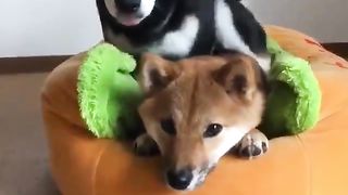 The dog becomes a  dog.