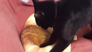 Cat who wants to be a baker