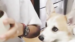 A dog that appeals to you to notice.