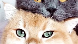 Cute cat 78
