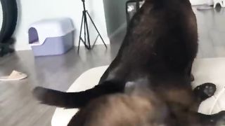 FUNNY ANIMALS VIDEOS