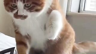 FUNNY ANIMALS VIDEOS 2