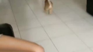 FUNNY ANIMALS  VIDEOS