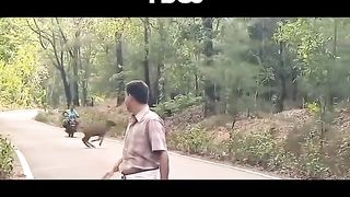 Forest animal 2