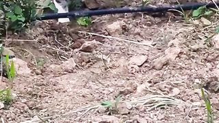 A cat looking for its prey. #cat #catlover #cats #catvideos #shortyoutube #shorts #short #viral