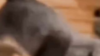 FUNNY ANIMALS VIDEOS 3