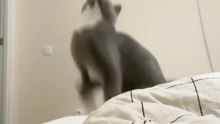 FUNNY ANIMALS VIDEOS 4