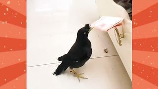 Wonderful bird
