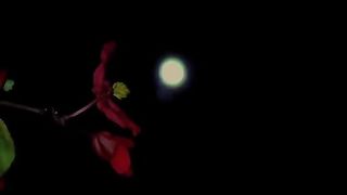 Urdu sad video WhatsApp status