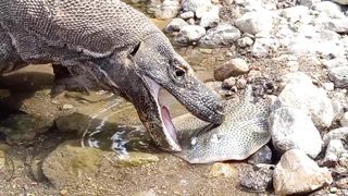 Komodo Nusa Tenggara Timur