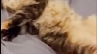 Memes I found on tiktok