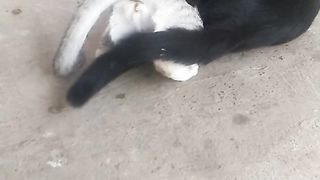 Animal lovers
