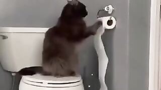 Funniest cat 8