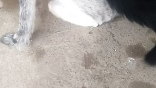 Animal lovers