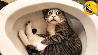Funny cat compilation 6
