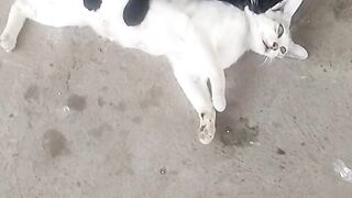 Animal lovers