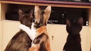 Funny amazing cat - 2023