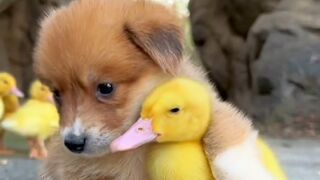 Keakraban Anjing dan itik