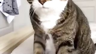 Amazing animal - cat clips 2023