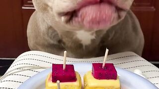 Pet Baking