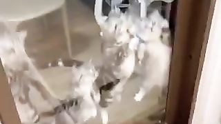 Hungry pet - cat 2023