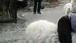 Ram@man