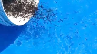 Testimoni lagi dari mitra pelatihan online budidaya lele, Tentang PENDEDERAN IKAN LELE❗The Power Of NITROBACTER