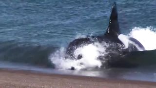 Craziest Animal Fights Of ALL TIME...