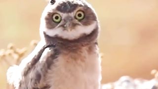 Beautiful Owl & Bee Funny