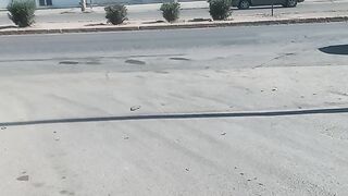 Chihuahua 2