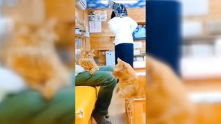 Dog And Cat Funny Videos
