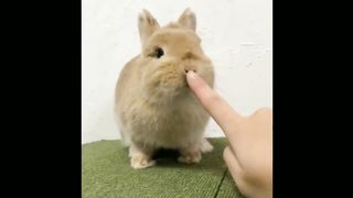 Cute Baby Animals Video