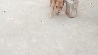 Funny dog 41
