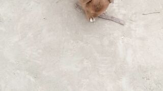 Little cute dog