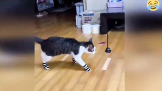 FUNNY CATS AND DOGS 2