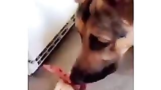 Best Doge 2