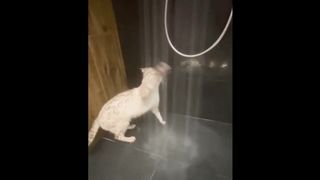 Funniest Cats 2
