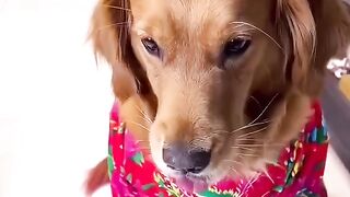 Best Dogs