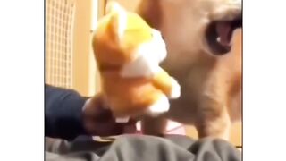 Best Doge