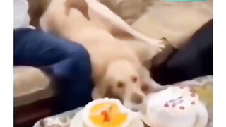 Best Doge 3