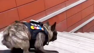 Skateboarding dog