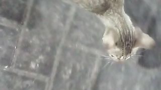Hungry cat
