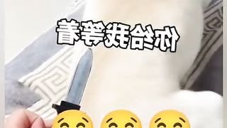 Foolish Dog Funny Everyday