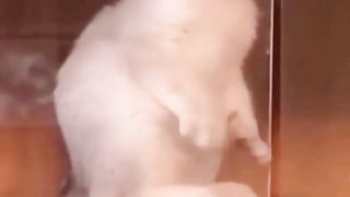 Funny cats moment