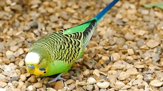 Cute bird 4
