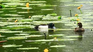 Ponds