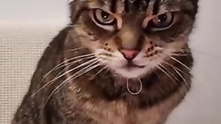Birthday cat video