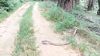 ஆள் உயரம் _ எழுந்து நின்ற பாம்பு.mp4
