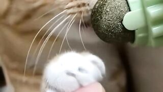 These Kitten Videos Will Make You Laugh Out Loud!"