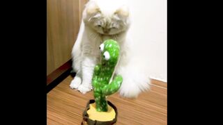 cat learning to talk
